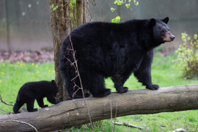 Carnet rose : un ourson est né au zoo de Thoiry (78)