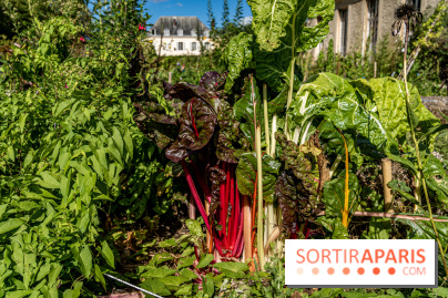 The vegetable garden of the King of Versailles, Heritage Days 