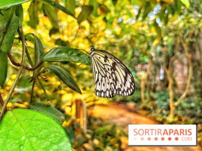 Serre Papillons - La Queue-lez-Yvelines
