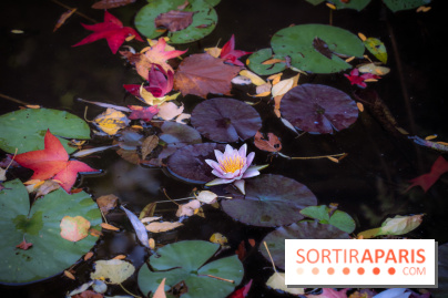 Les Jardins de la Maison Claude Monet à l'automne
