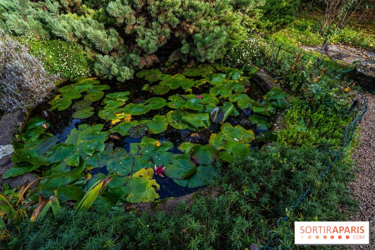 Le Jardin Alpin caché du Jardin des Plantes