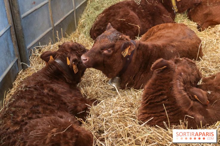 Salon de l'agriculture 2023 - 20230227154759 IMG 3915