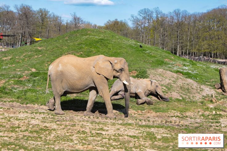 Zoo de Thoiry 2023 - Elephant