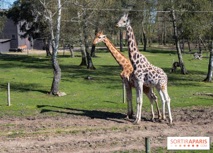 Zoo de Thoiry 2023 - Girafes