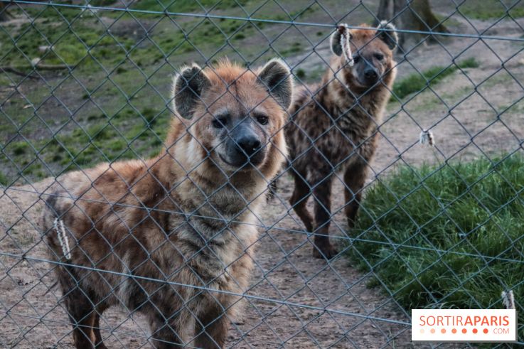 Les tanières du zoo de Thoiry 2023 - 2CE19895 4538 4206 B38C F4A8EC191AC9