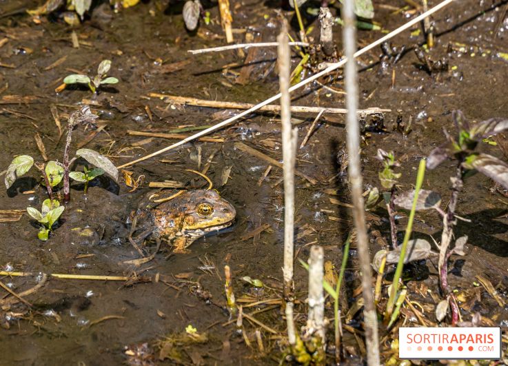 Sentier découverte de Maincourt - Vallée de Chevreuse - grenouille