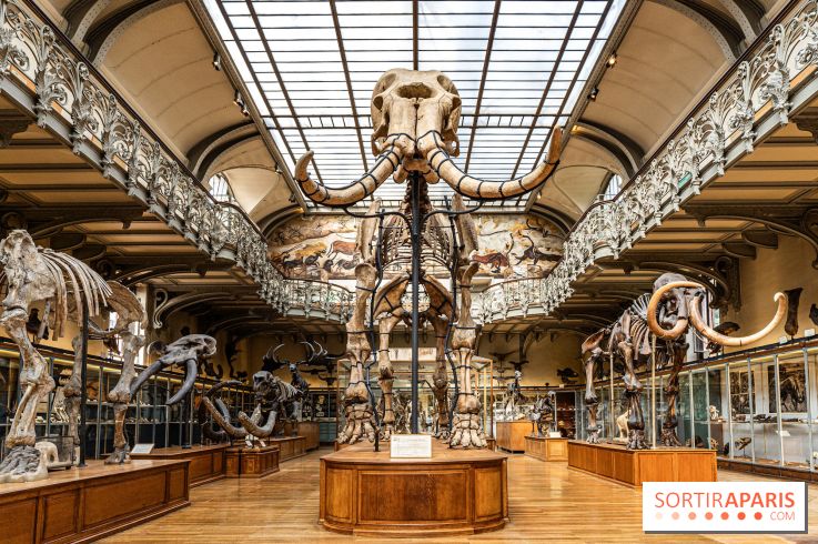 Le mammouth de Durfort restauré au Muséum national d’Histoire naturelle -  A7C7412