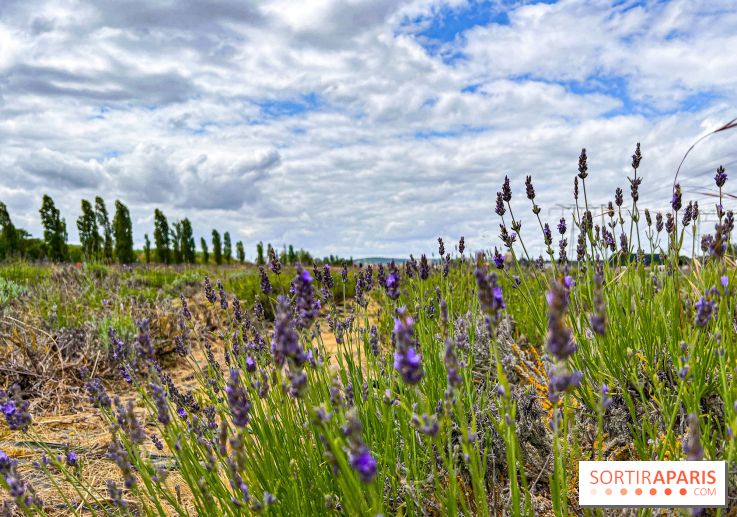 Fête de la Lavande sur le site Seine Aval Achères/Maisons-Laffitte - image00027