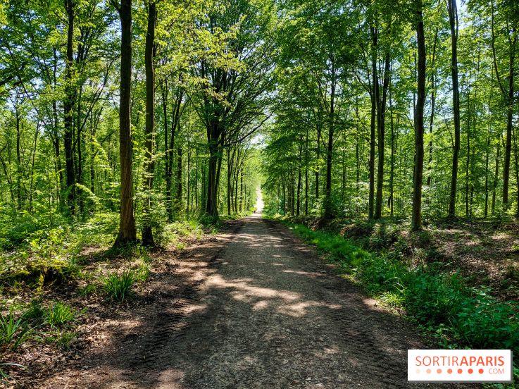 Balade nature dans la forêt de Montmorency, nos photos