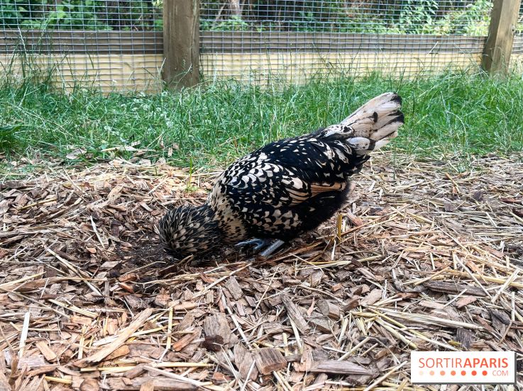 La ferme de la Villette et ses animaux - image00030