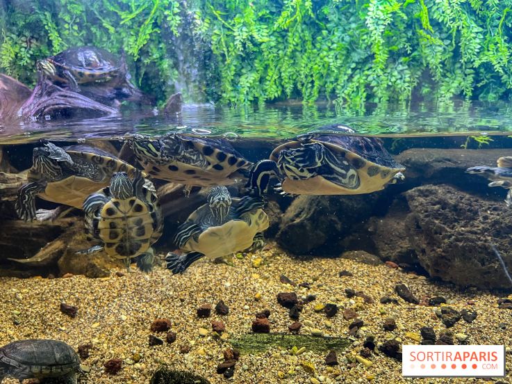 La Maison de la Pêche et de la Nature - image00022