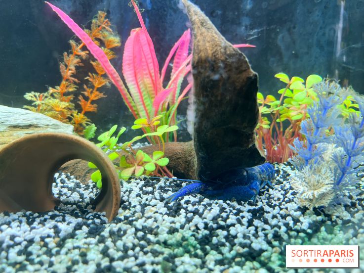 La Maison de la Pêche et de la Nature - image00007