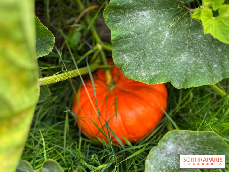 Potager du Roi