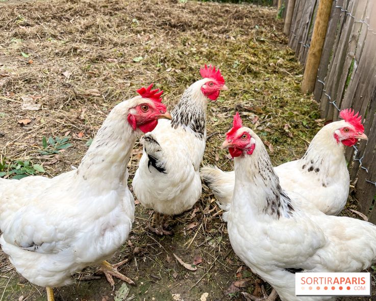 Les Rives de Paris, l'unique camping du 93 à Neuilly-sur-Marne - image00064