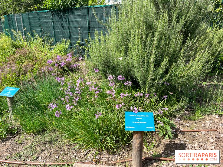 Le parc Georges Brassens, pour se croire à la campagne dans le 15e - image00064