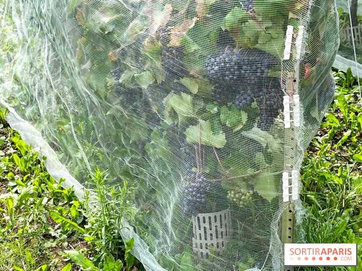 Le parc Georges Brassens, pour se croire à la campagne dans le 15e - image00025