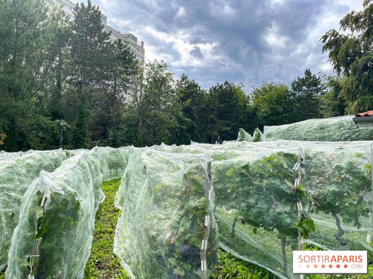 Le parc Georges Brassens, pour se croire à la campagne dans le 15e - image00028
