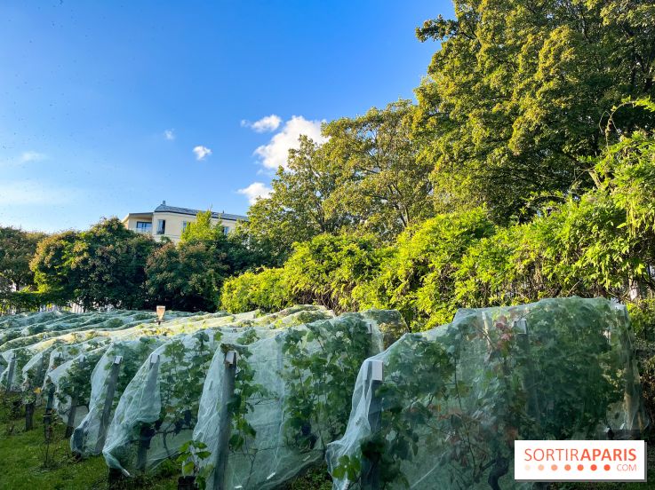 Vignes de Belleville - image00006