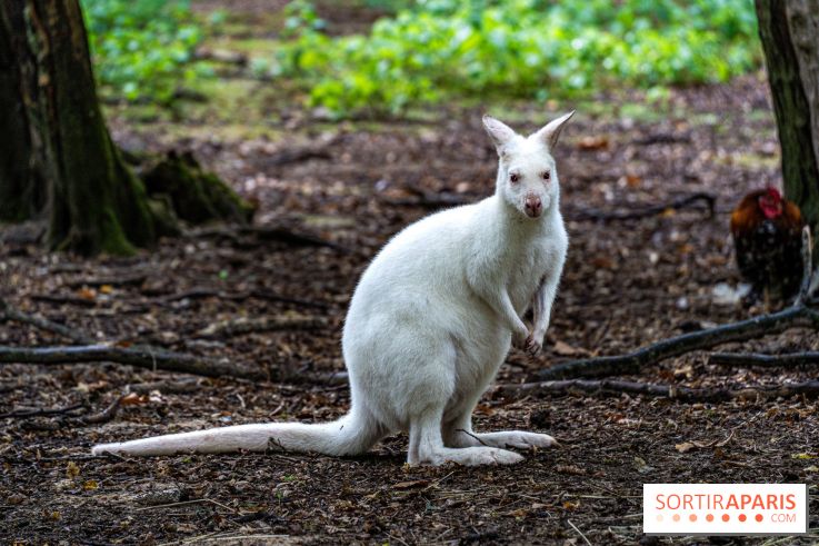 Le village de Janvry en Haute Vallée de Chevreuse - A7C0025
