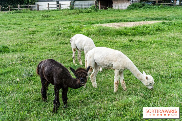 Le village de Janvry en Haute Vallée de Chevreuse  -  A7C9962