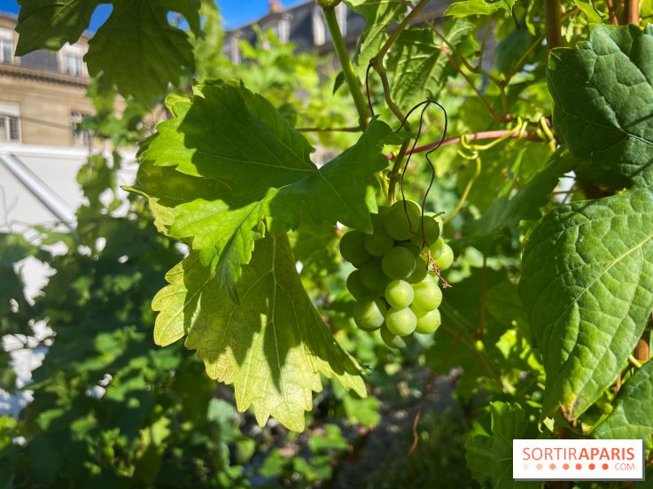 Vignoble Hôtel de Ville - IMG 9252