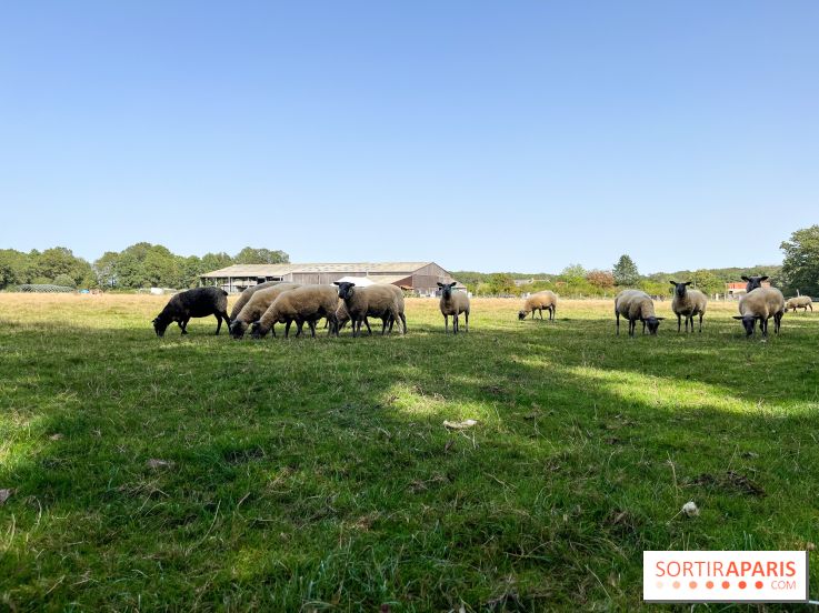 La Ferme des 4 Etoiles à Auffargis - image00047