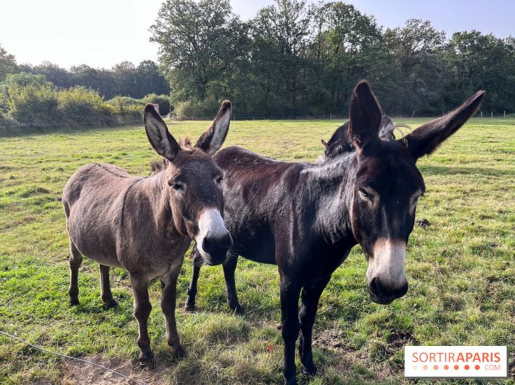 La Ferme des 4 Etoiles à Auffargis - image00002