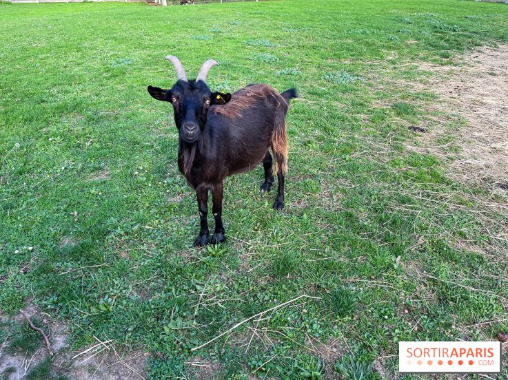 La ferme pédagogique du parc des Chanteraines - image00026