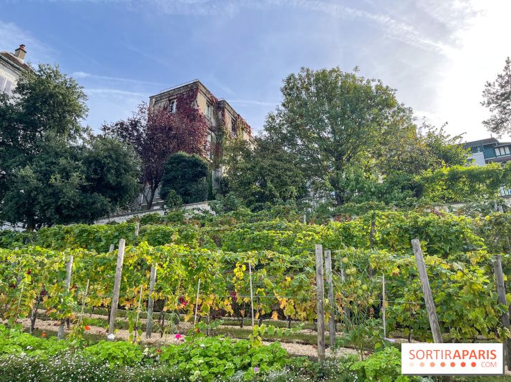 Vignes Montmartre