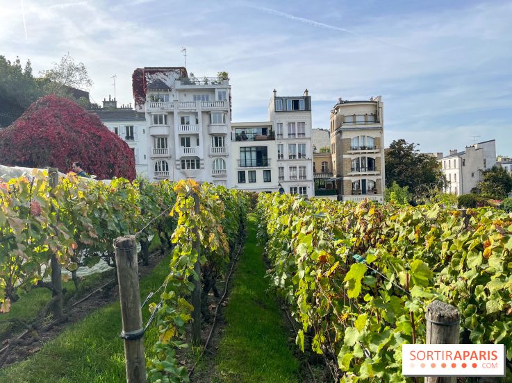 Vignes Montmartre