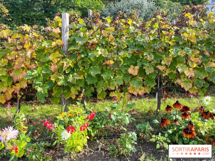 Vignes Montmartre