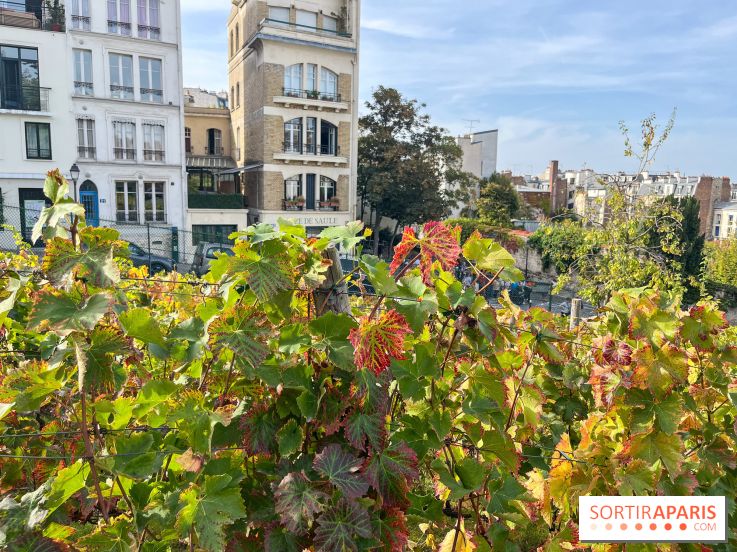 Vignes Montmartre