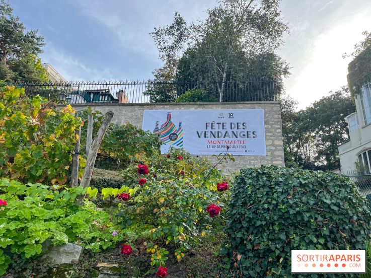 Fête Vendanges 2023 vignes