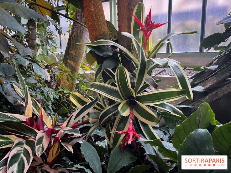 Automne Tropical 2023