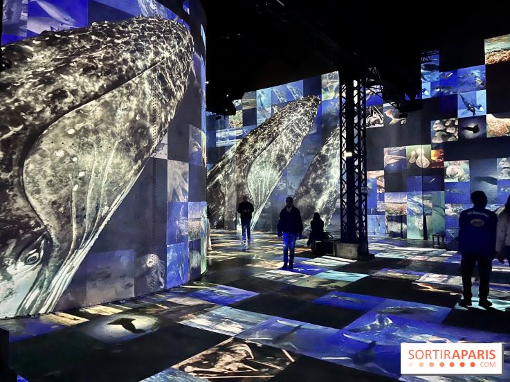 Océans, l'Odyssée Immersive à l'Atelier des Lumières - IMG 6244