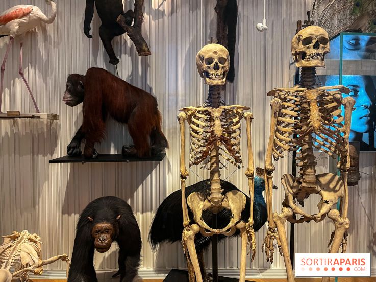 Le musée de l'Homme - collections permanentes