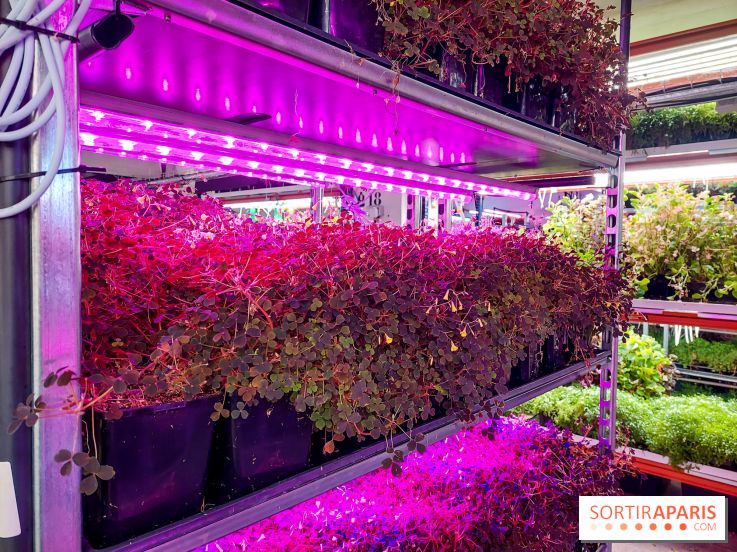 La Caverne, ferme urbaine bio à Paris, nos photos - 20240122 144115