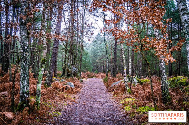 Le sentier de l'érosion à Fontainebleau - balade en forêt -  A7C4633
