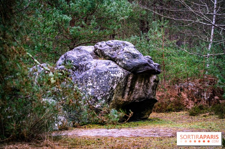 Le sentier de l'érosion à Fontainebleau - balade en forêt -  A7C4628