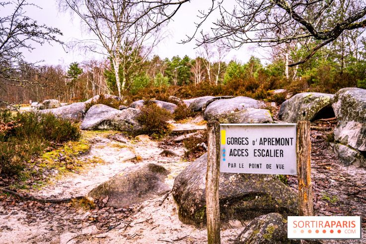 Le sentier de l'érosion à Fontainebleau - balade en forêt -  A7C4561