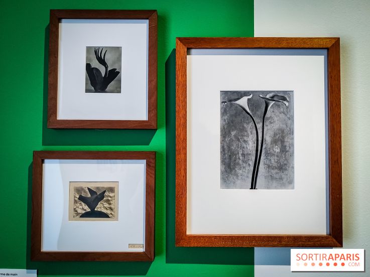 Tina Modotti : l'exposition photo rétrospective au Jeu de Paume - nos photos - IMG20240212100352