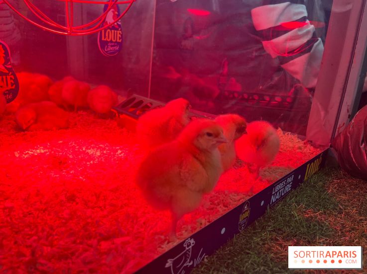 Salon de l'agriculture 2024