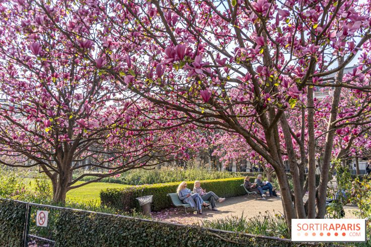 Les magnolias du Jardin du Palais Royal  - printemps - visuel Paris