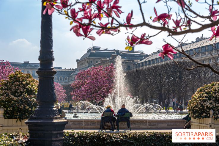 Les magnolias du Jardin du Palais Royal  - printemps - visuel Paris - fontaine - chaleur