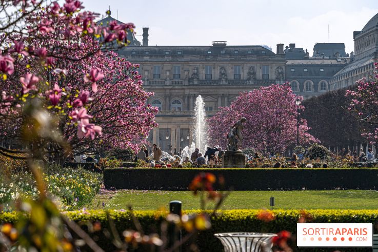 Les magnolias du Jardin du Palais Royal