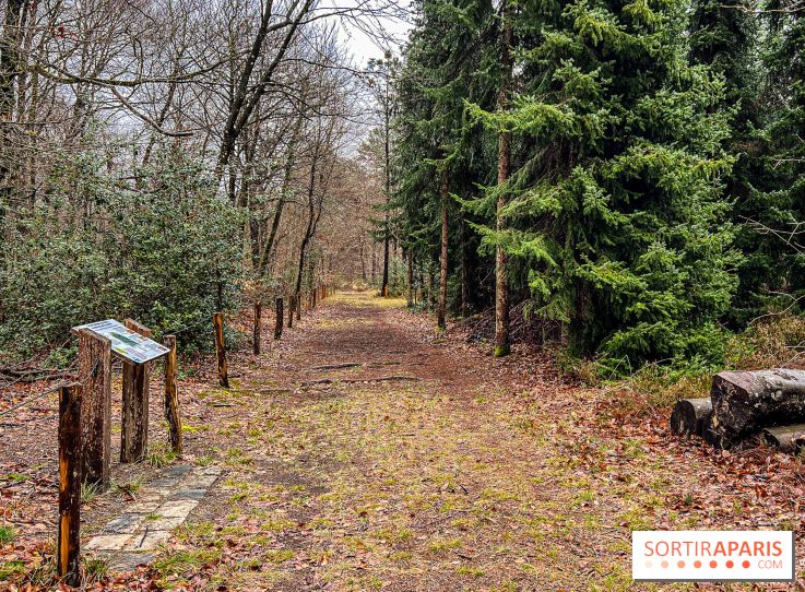 Arbor&Sens, l'Arboretum de Franchard en forêt de Fontainebleau - les photos