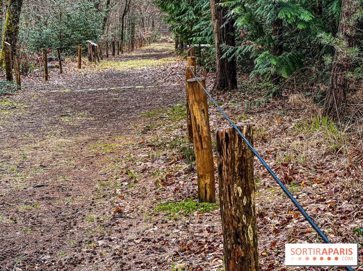 Arbor&Sens, l'Arboretum de Franchard en forêt de Fontainebleau - les photos