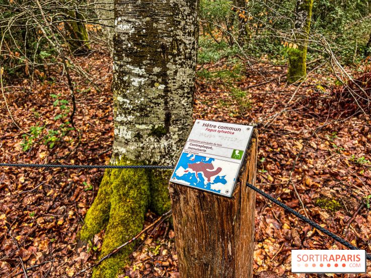 Arbor&Sens, l'Arboretum de Franchard en forêt de Fontainebleau - les photos