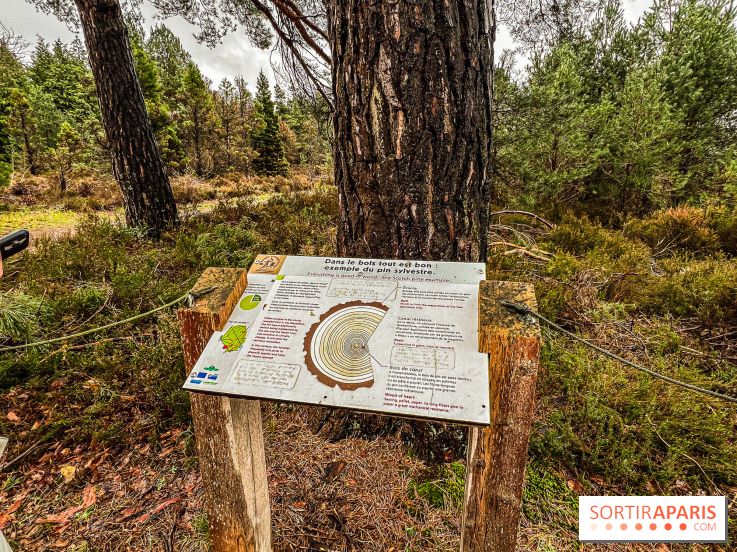 Arbor&Sens, l'Arboretum de Franchard en forêt de Fontainebleau - les photos