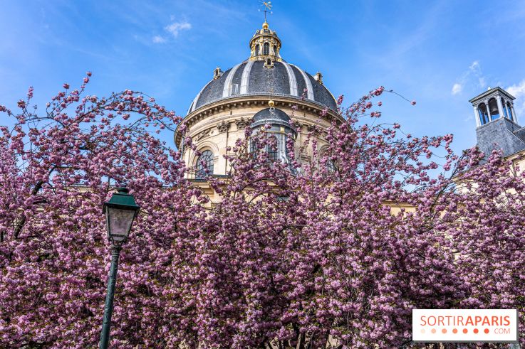 Square Gabriel Pierné à Paris - cerisiers en fleurs